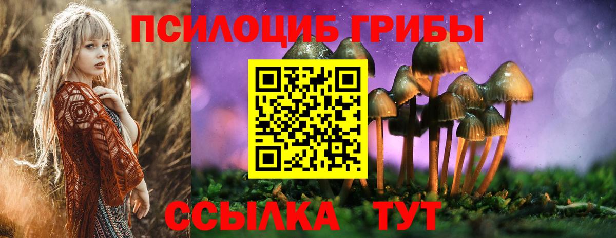 Елец  Псилоцибиновые грибы прущие грибы  Вход с VPN  Псилоцибиновые грибы Psilocybe 